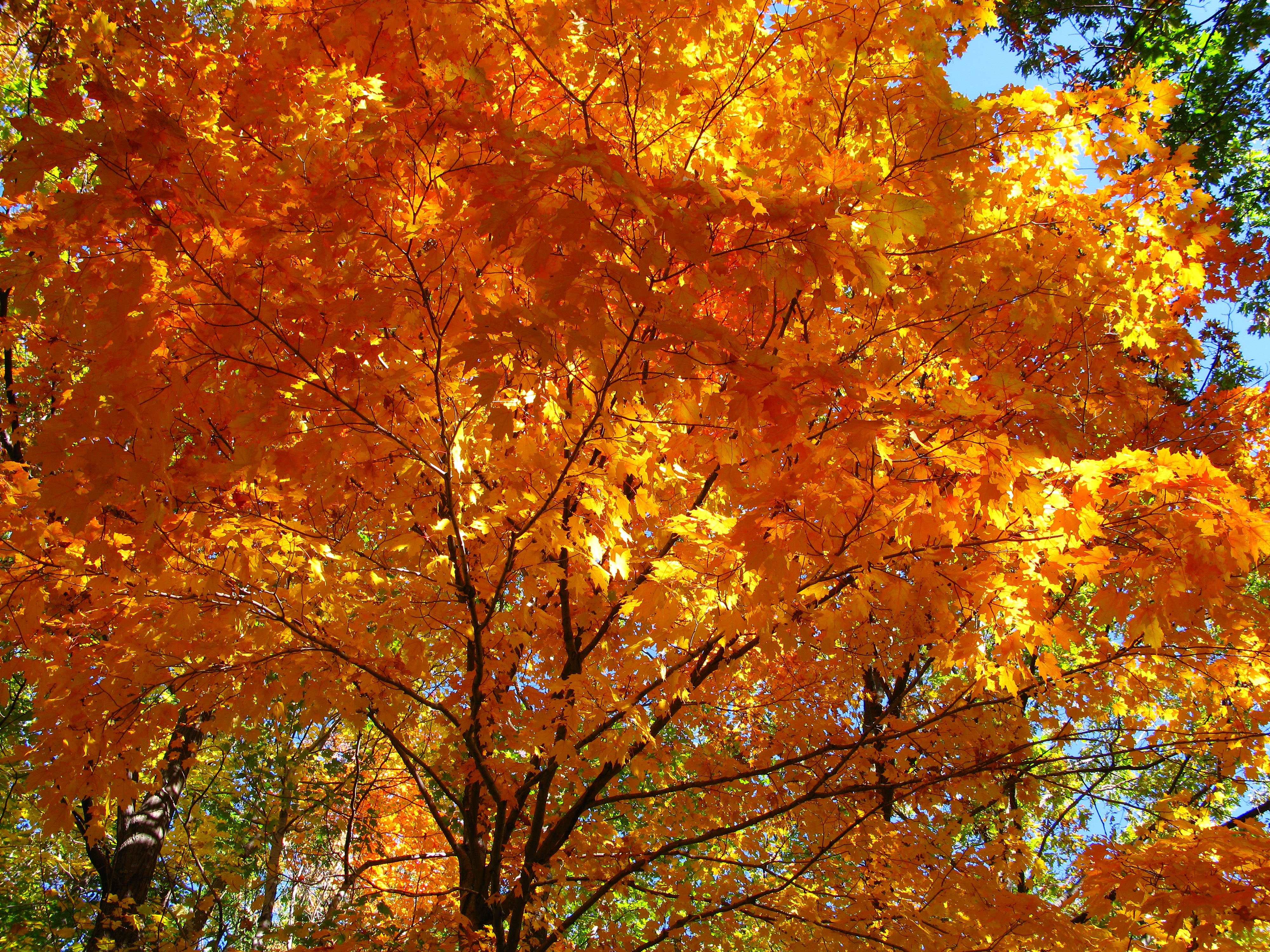 Iowa Midwest leafs follow the sun over the western mountains producing all the rains of Washington, Oregon, California rains forests of all America.